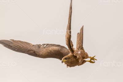 Amora in flight
