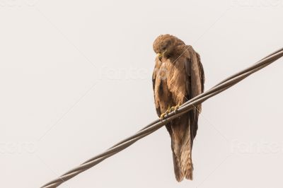 Black Kite aka Amora Black Kite aka Amora