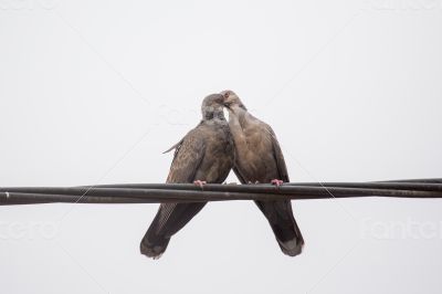 Dusky Turtle Dove Kiss