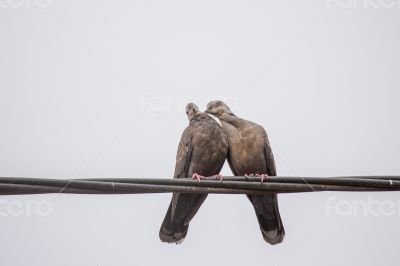 Two Dusky Turtle Doves in Love