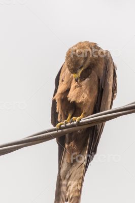 Black Kite aka Amora