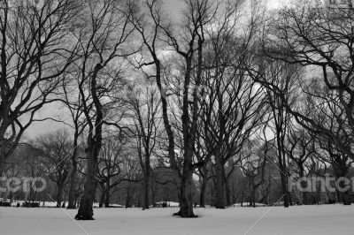 Black and white snowy central park
