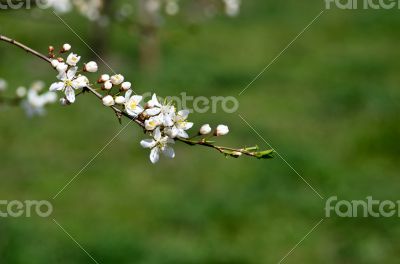 Cherry blossom closeup over natural background 