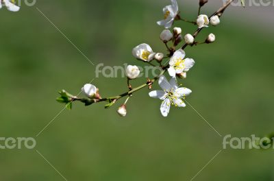 Cherry blossom closeup over natural background 
