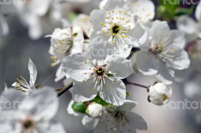 Cherry blossom closeup over natural background 