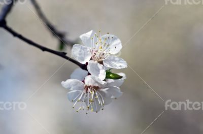 Spring blooming flowers branch