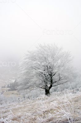 winter calm mountain landscape