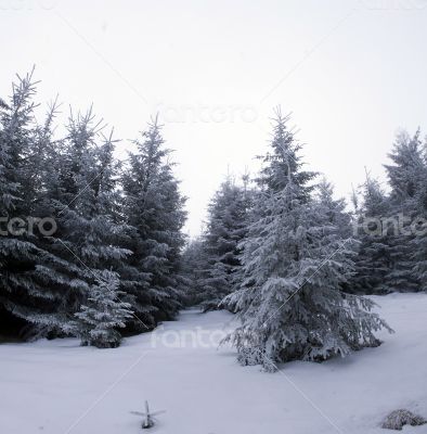 winter calm mountain landscape