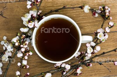 tea with apricot flowers and branches on table, top view