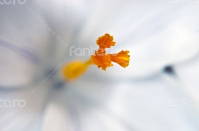 Closeup shot of white crocus