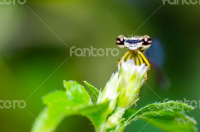 Eye of Damselfly 