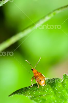 Cucurbit Leaf Beetle or Aulacophora indica