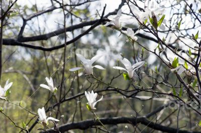 Beautiful Flowers of a Magnolia Tree