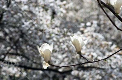 Beautiful Flowers of a Magnolia Tree