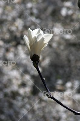 Beautiful Flowers of a Magnolia Tree