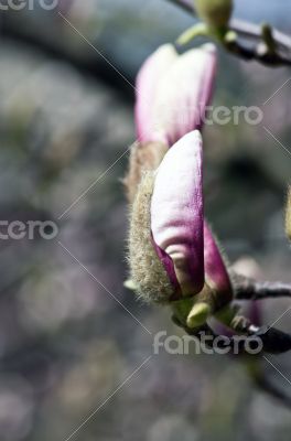 Beautiful Flowers of a Magnolia Tree