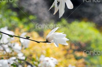 Beautiful Flowers of a Magnolia Tree