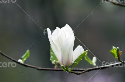 Beautiful Flowers of a Magnolia Tree