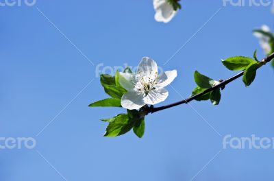 Cherry blossom closeup over natural background 