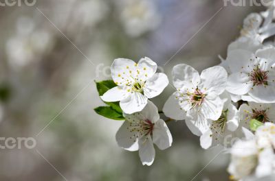 Cherry blossom closeup over natural background 