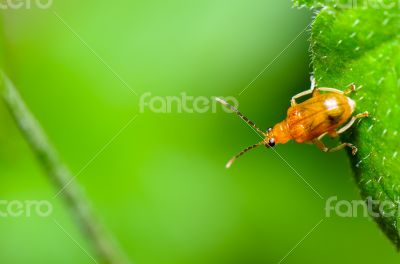 Cucurbit Leaf Beetle or Aulacophora indica