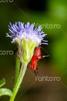 Conocephalus Melas tiny red Cricket