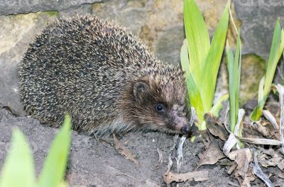 hedgehog close-up portrait