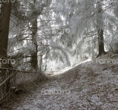 winter calm mountain landscape