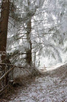 winter calm mountain landscape