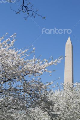 Washington Memorial between white flower
