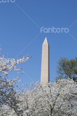 Washington meorial between flowers