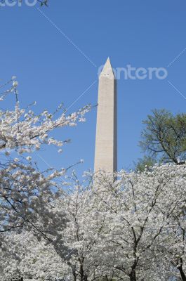 Washington Memorial during the Cherry Blosom festival