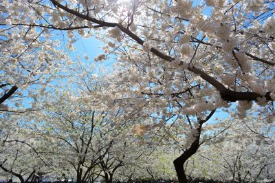 Cherry blossoms