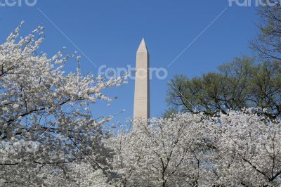Washington Memorial and cherry blossoms