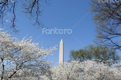 Cherry blosoms by the Washington Memorial