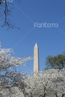 Washington Memorial with white flowers