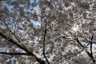 Cherry blossoms covering the sun