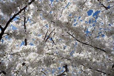 Cherry tree flowers