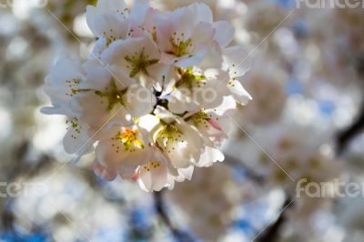 Sakura flower