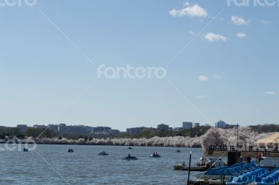 Cherry blossom festival in DC