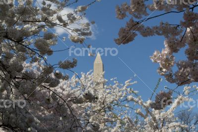 Top of the Washington Memorial between flowers