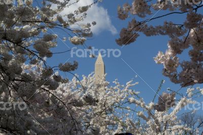 Washington Memorial and cherry trees