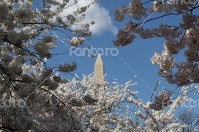 Washington Memorial between trees