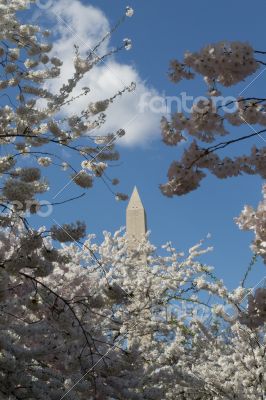 Washington Memorial between pink flowers