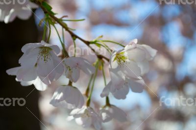 Cherry tree flower bunch