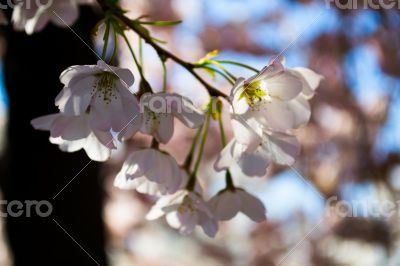 Sakura blossoms