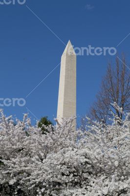 Hight of the Washington Memorial