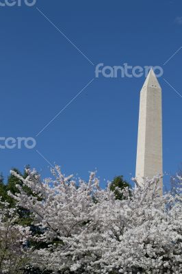 Festival and Washington Memorial