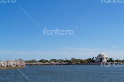 Thomas Jefferson Memorial during the cherry blossom festival