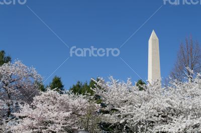 Cherry trees by the Washington Memorial